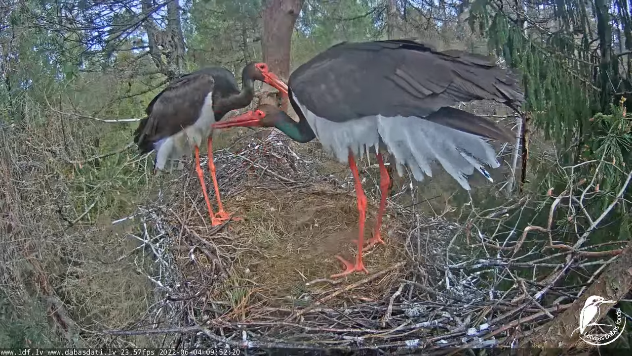 Melnais stārķis (Ciconia nigra) Siguldas novadā - LDF tiešraide 5-6-59 screenshot