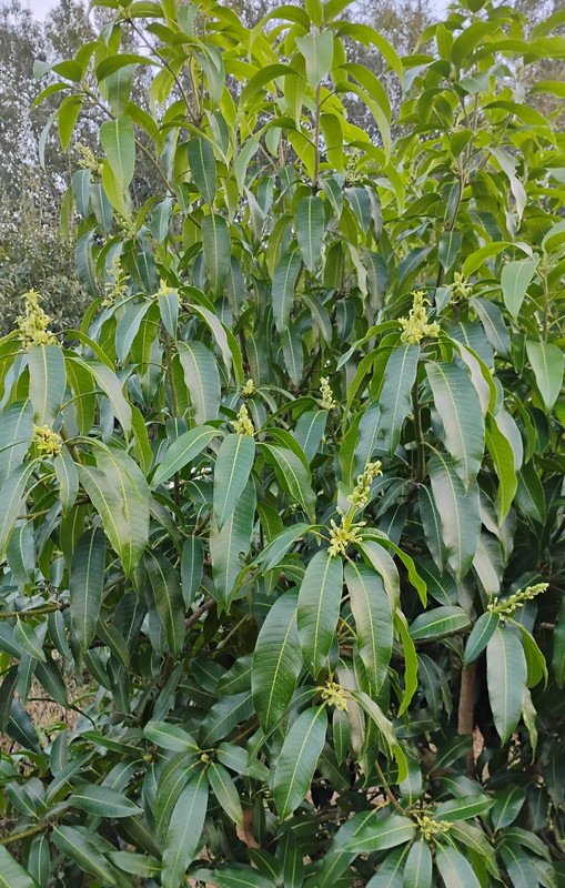 IMG 20251202 172740309 HDR 3