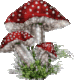 270825-champignon2-tr-s-petit