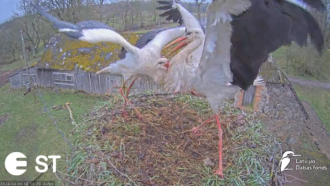 Baltie stārķi (Ciconia ciconia) Tukuma novadā - LDF tiešraide __ White storks in Tukums, Latvia 17-1