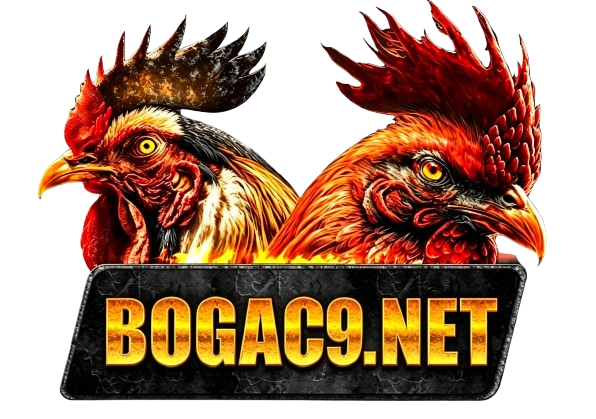 BOGAC9.NET