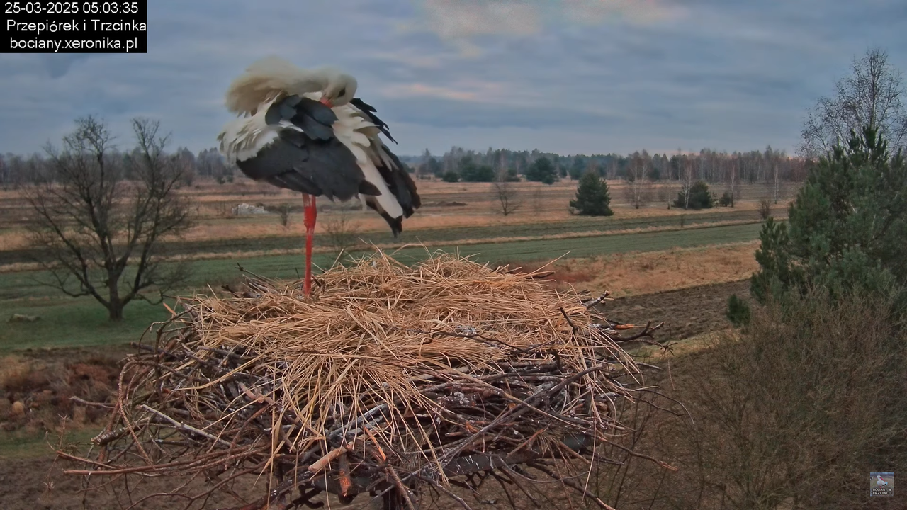 25032025bocian4