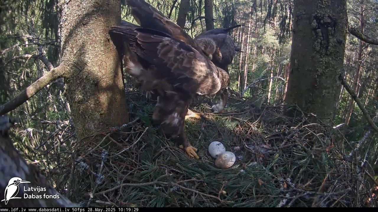 Mazais ērglis (Clanga pomarina), ligzda eglē __ Lesser spotted eagle in spruce, Zemgale, Latvia 7-54