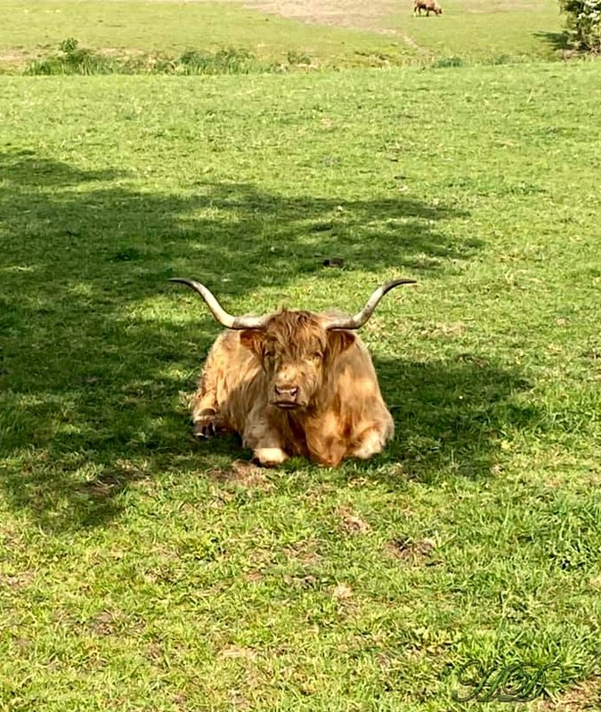 animals-bull-Filed-HD.jpg