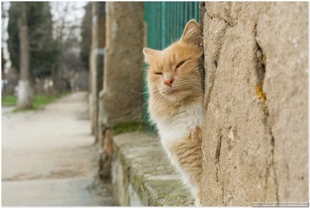 Sev-Cat-2016