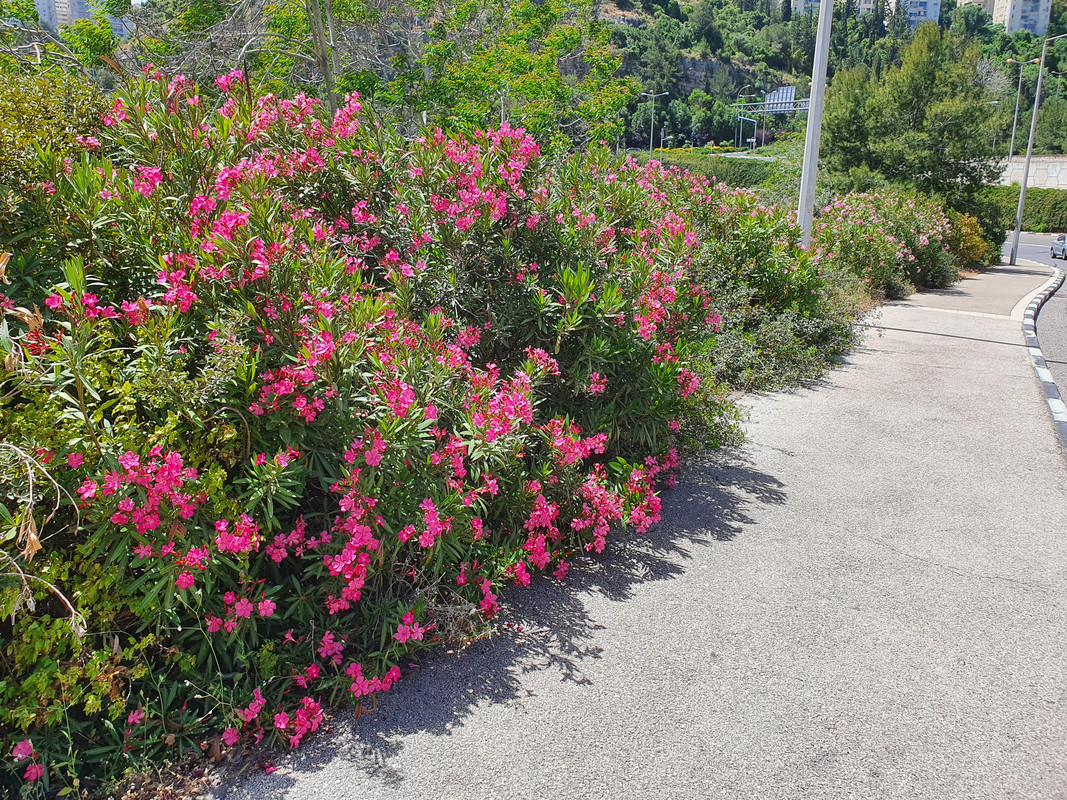 Красный олеандр на хайфской улице Дорога Руппина