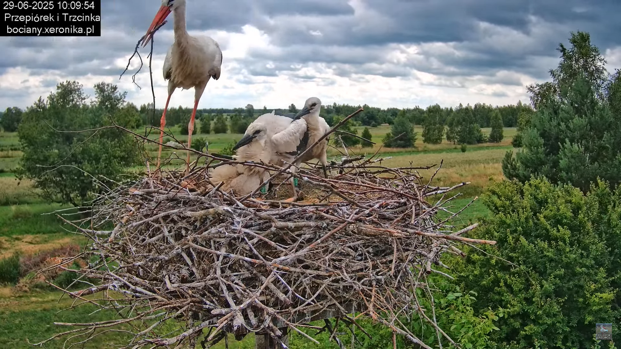 29062025bociany31