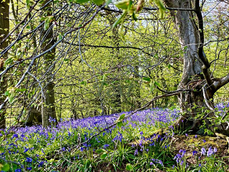 Woods-bluebells-April-2026-HD.jpg