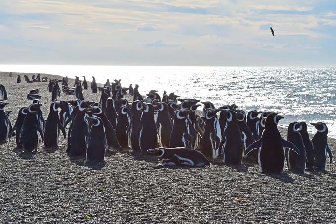 pinguinos-02