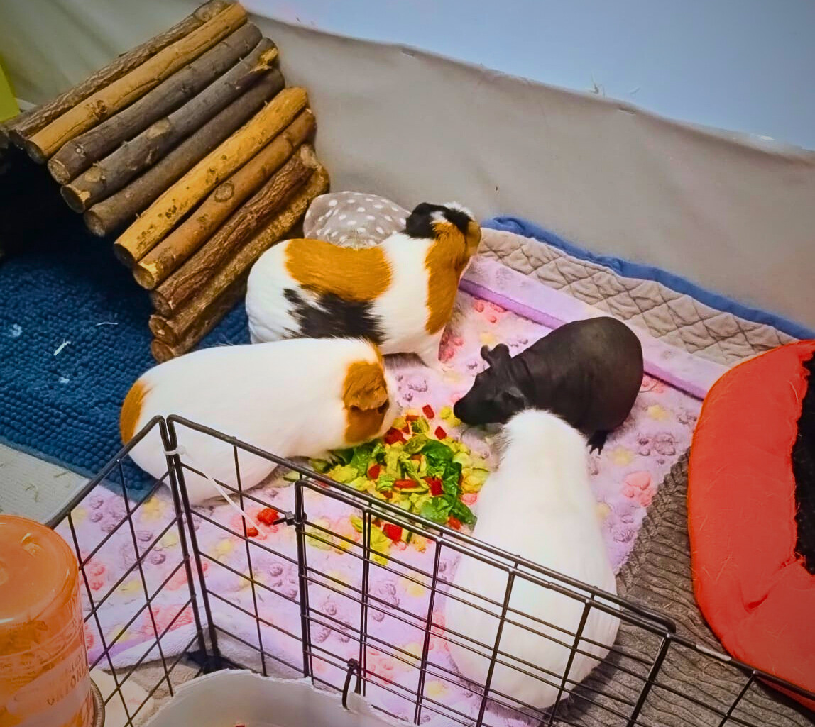 guinea pigs 1