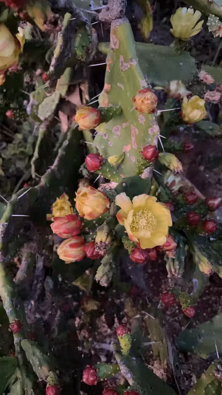 An up-close photo of a prickly pear cactus and all its flowers, fruit, and pads.