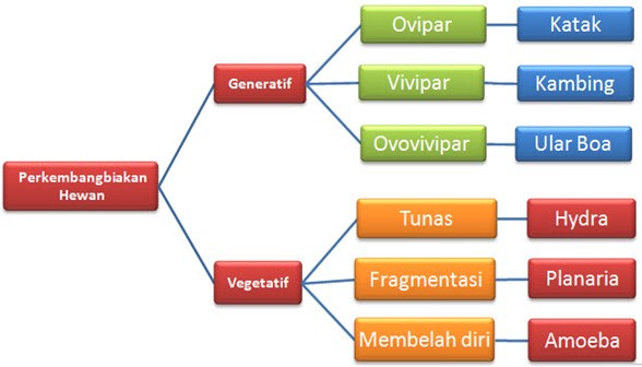 jawaban