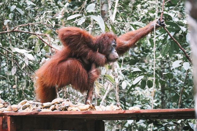Singapur e Indonesia 2018 - Blogs de Indonesia - Borneo (P.N. Tanjung Puting) (14)