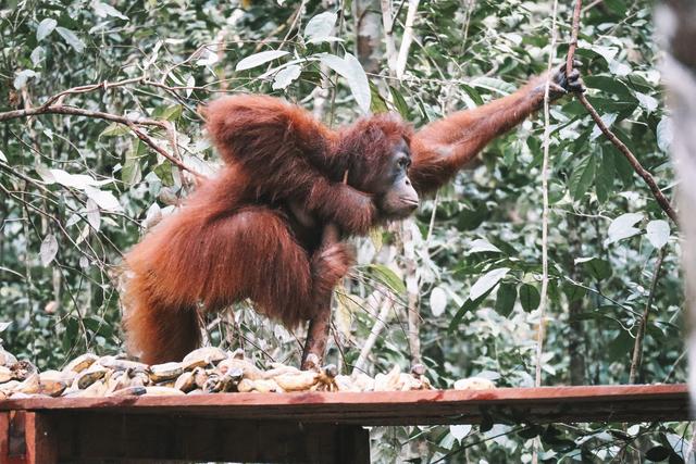 Borneo (P.N. Tanjung Puting) - Singapur e Indonesia 2018 (14)