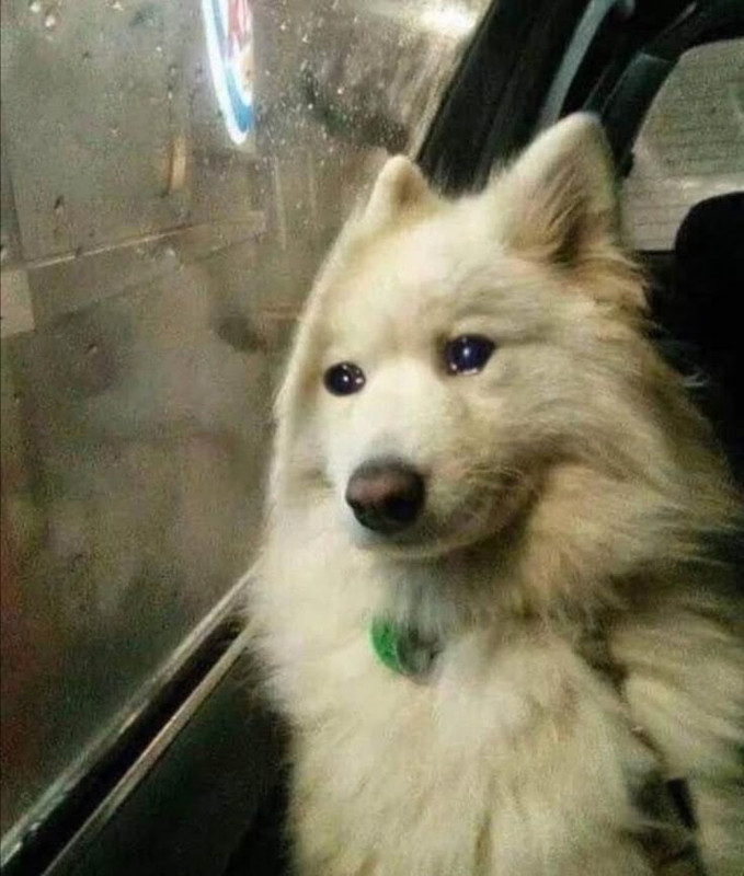 doge