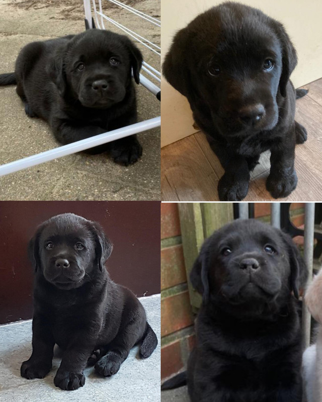 Grid Art 20260217 205131080