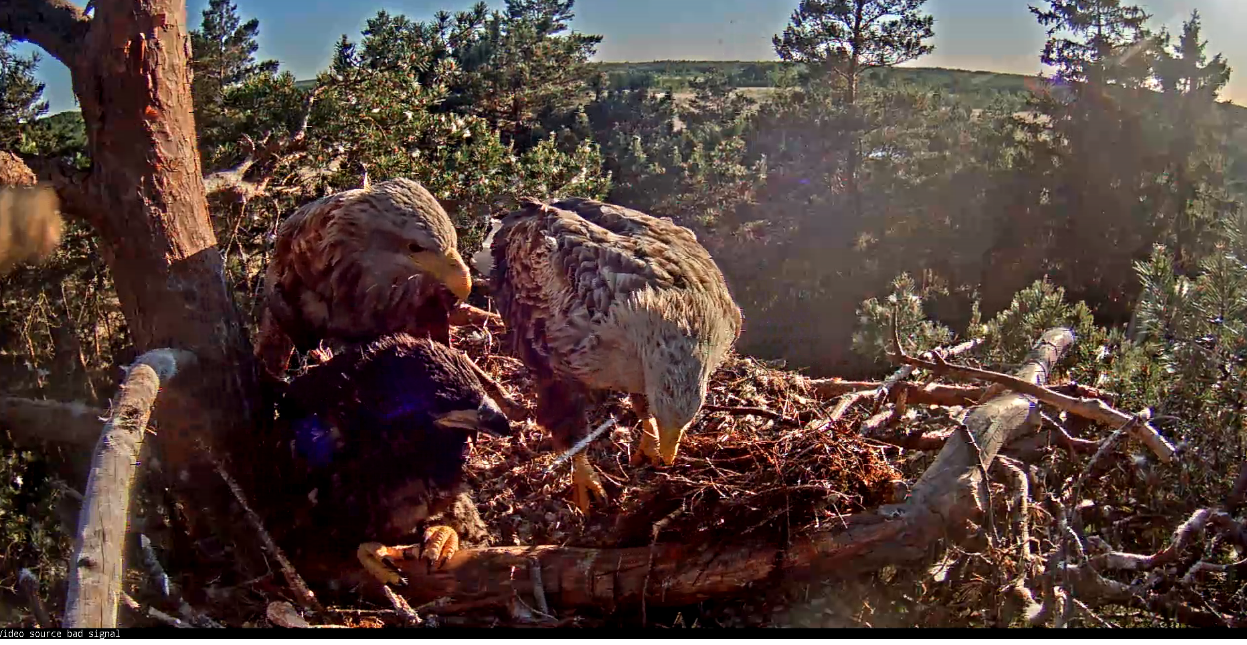 Képernyőkép – 2018-05-31 19-21-36