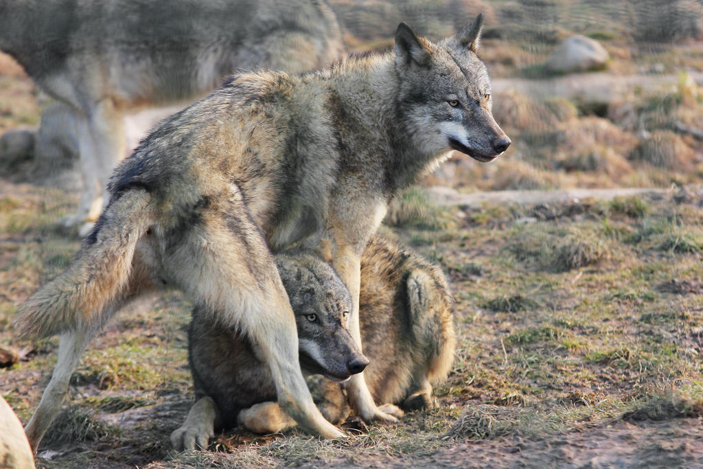 wolf-pose-24-by-landkeks-stock-d8iz357-fullview.jpg