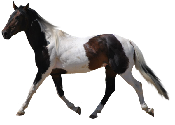 animal-cheval6ok
