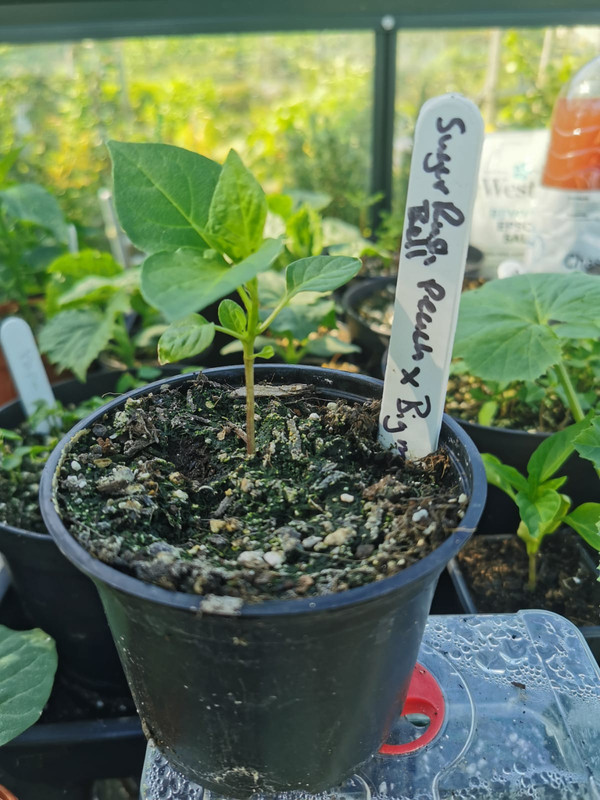 WhatsApp Image 2021-05-23 at 10.35.57 (5)