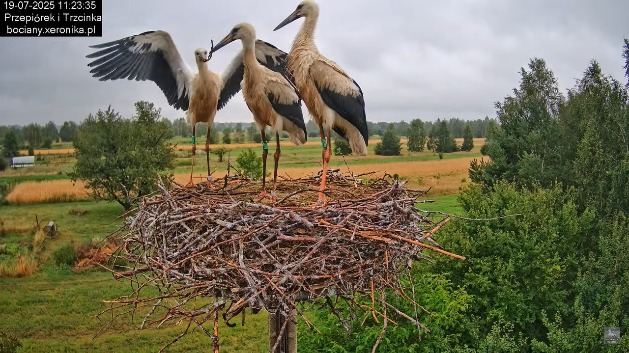 19072025bociany30