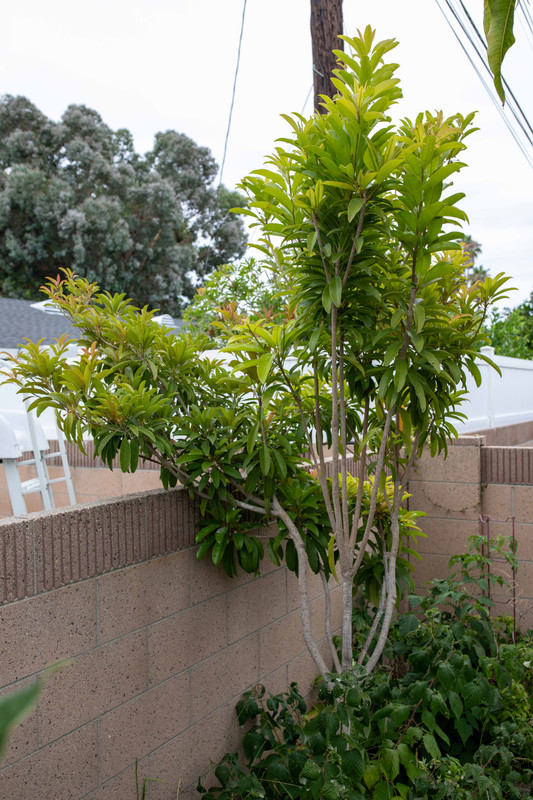 8U1A4900  Tikal-Alano Sapodilla Tree with New Growth, 2.30 PM (8-10-23)