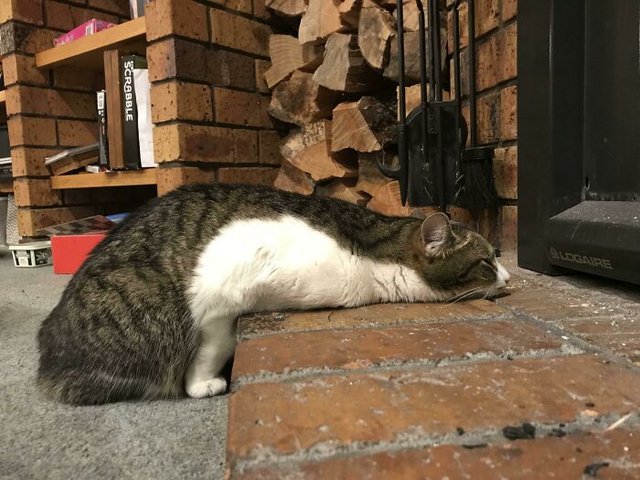 Catfireplacef088024-gqgmkdvf2gd71-700.jpg