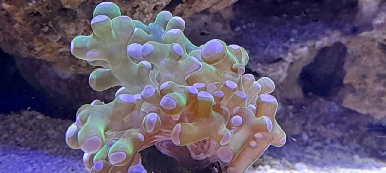 изображение_viber_2021-01-24_13-15-33