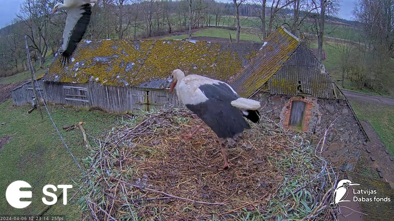 Baltie stārķi (Ciconia ciconia) Tukuma novadā - LDF tiešraide __ White storks in Tukums, Latvia 15-2