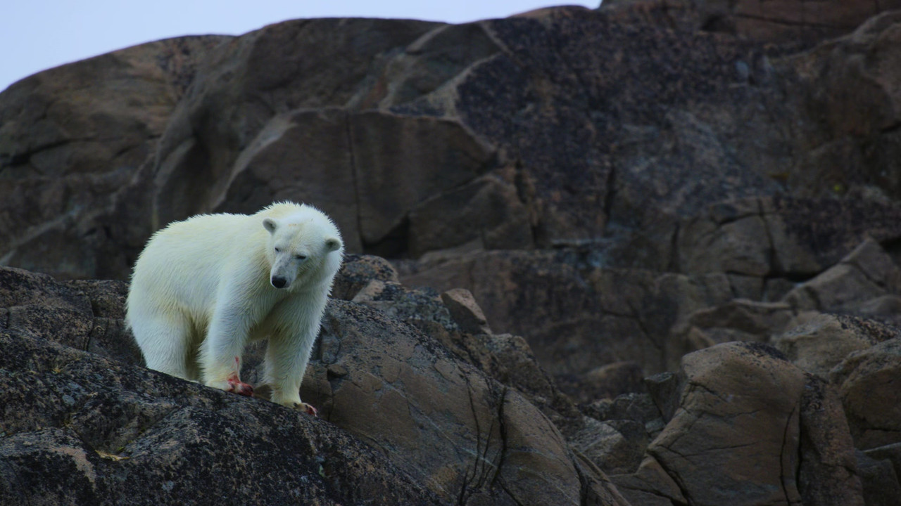 Our Planet 2019 Season 2 S02 1080p NF WEB DL x265 HEVC 10bit EAC3 Atmos 5 1 Garshasp QxR