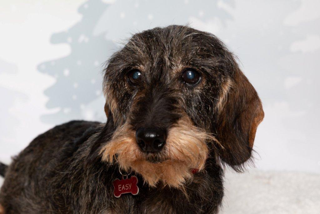 [Image: Chiens-Famille-Leroy-38.jpg]