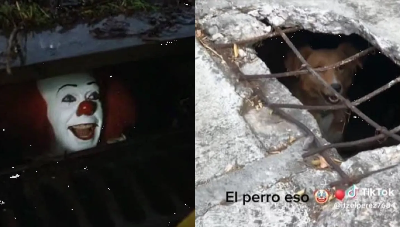 Perro en modo Pennywise siembra el terror desde una alcantarilla: video