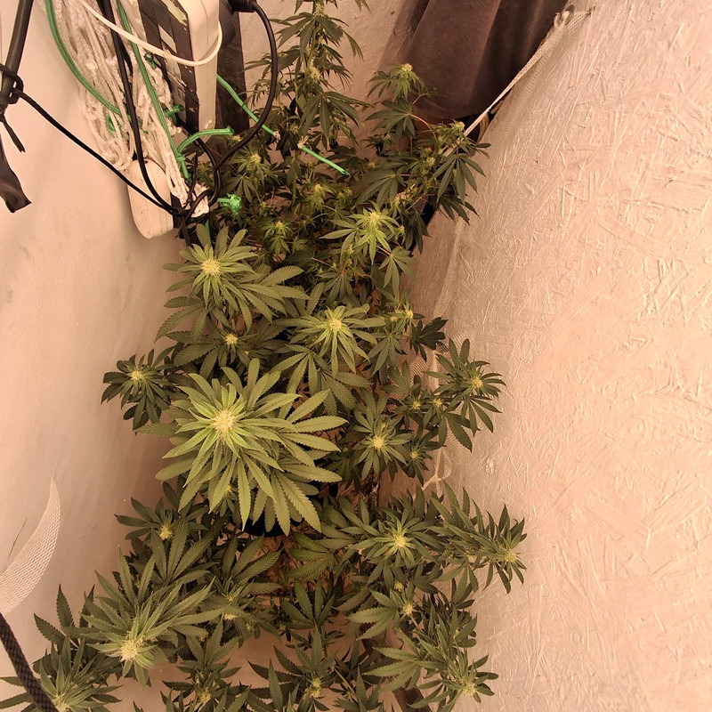 Whats App Image 2026 03 20 at 15 58 52 (1)