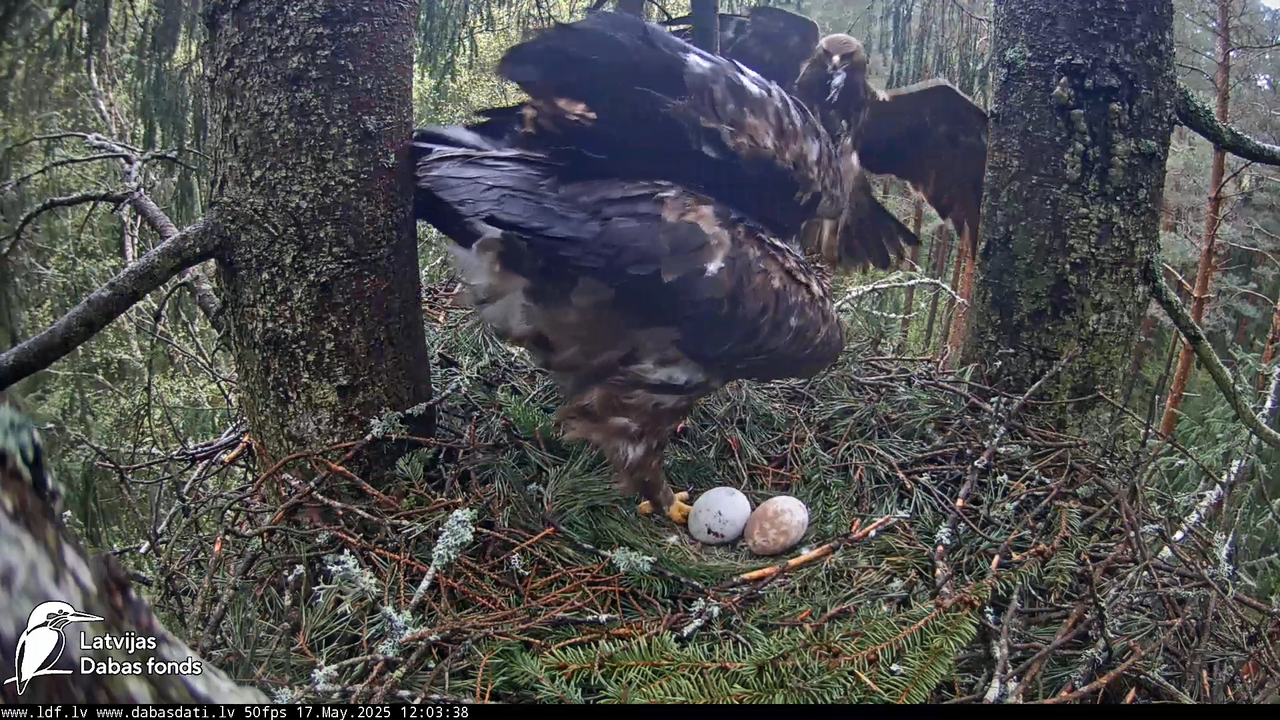 Mazais ērglis (Clanga pomarina), ligzda eglē __ Lesser spotted eagle in spruce, Zemgale, Latvia 14-4
