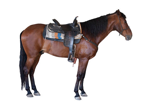 horse's saddle