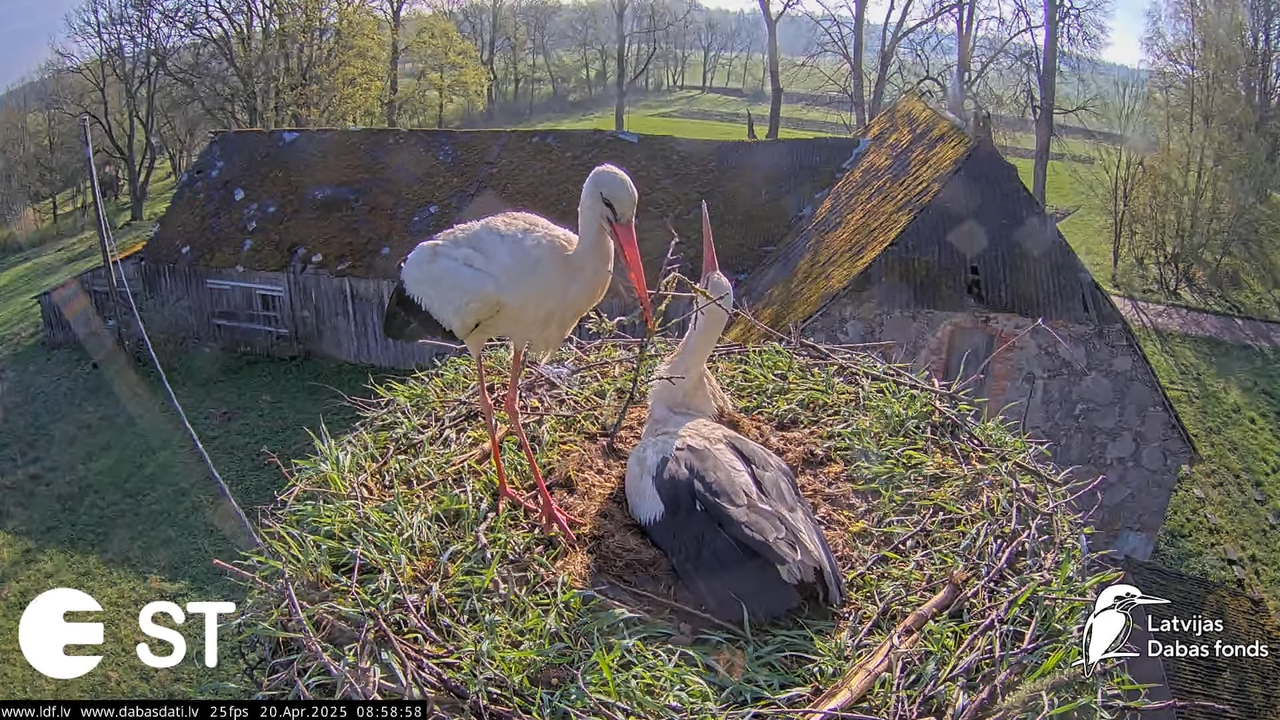 (42) Baltie stārķi (Ciconia ciconia) Tukuma novadā __ White storks in Tukums, Latvia - YouTube - 674