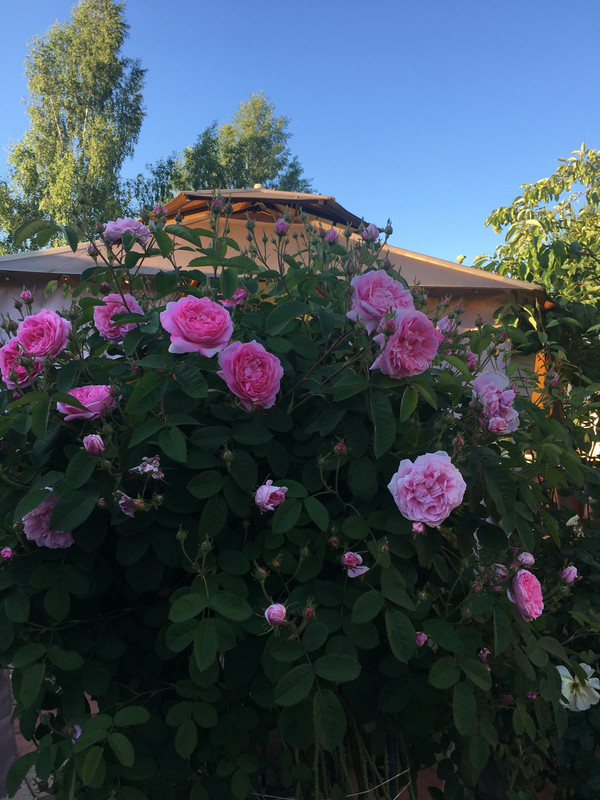 E853E361-F330-40B9-B866-E8F81DA18A2C