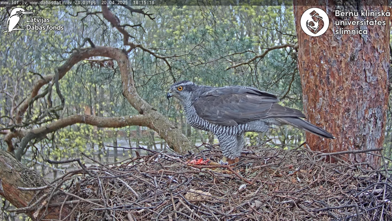 Vistu vanags (Accipiter gentilis) BKUS teritorijā – 2. ligzda 10-41-18 screenshot