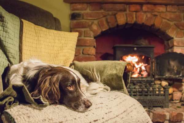 dog-friendly-cottages-UK.jpg