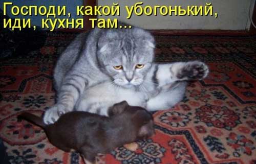 prikoly-s-koshkami-10.jpg