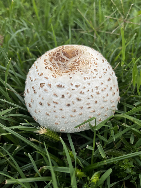 a very round light brown mushroom with some darker patches