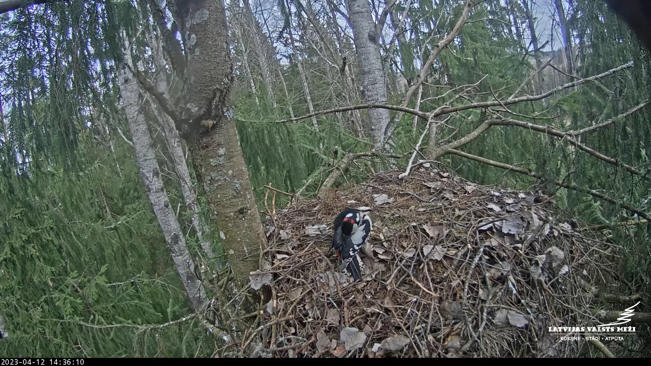 LVM mazais ērglis Lielā sala, egle – Lesser Spotted Eagle 7-45-18 screenshot