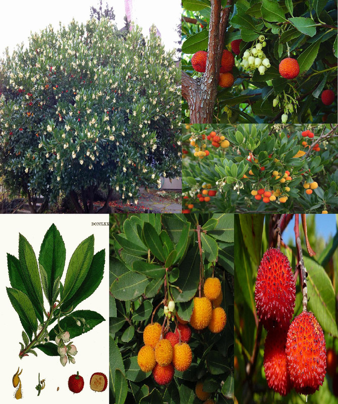 Arbutus-unedo