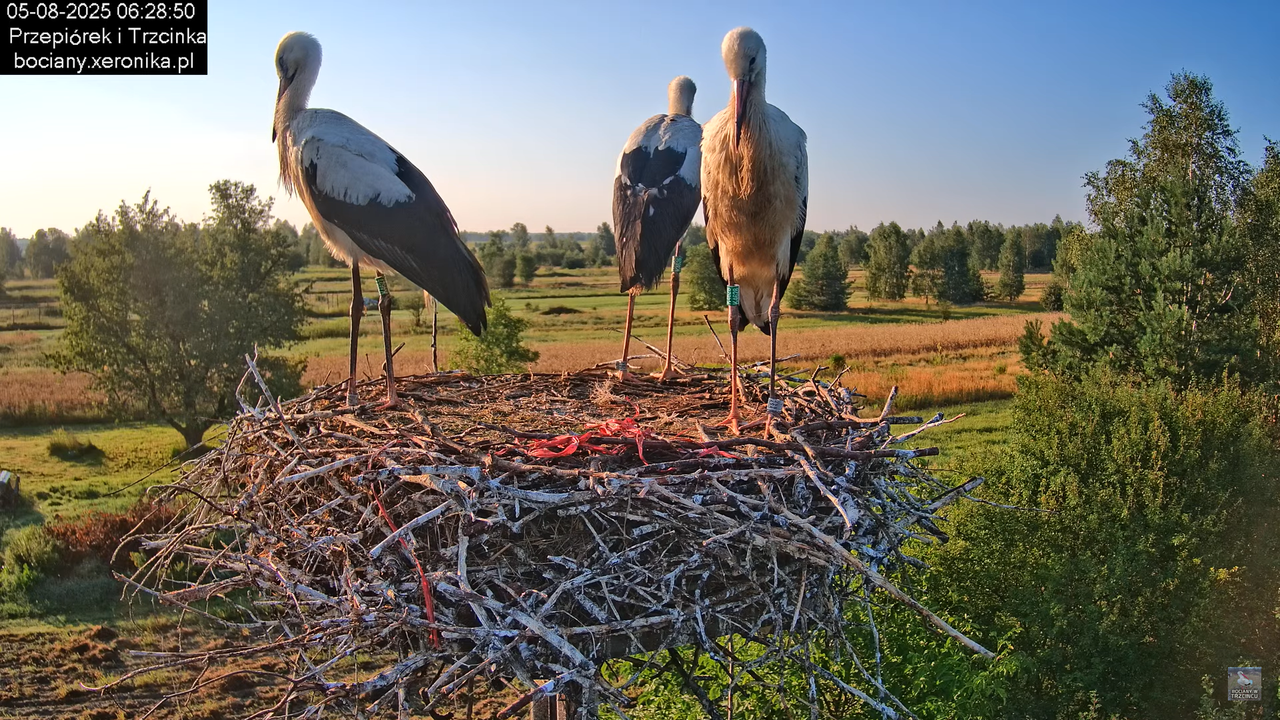 05082025bociany9