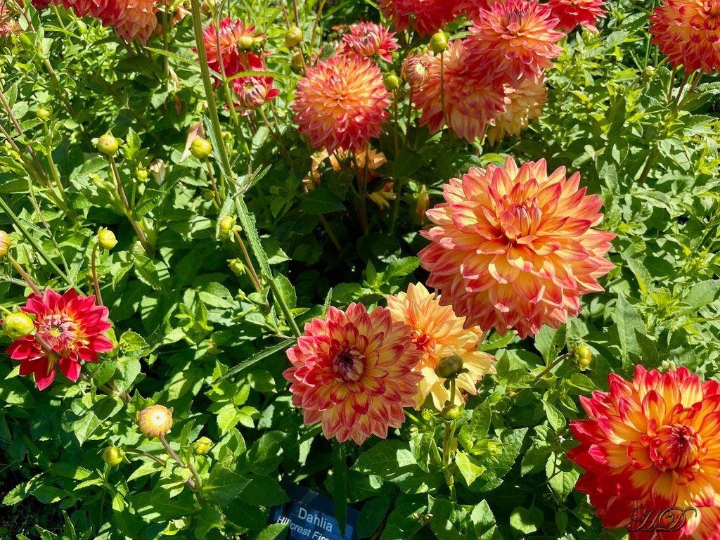 Orange-Dahlias-HD.jpg