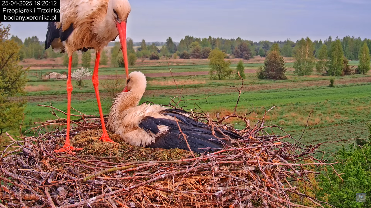 25042025bociany26