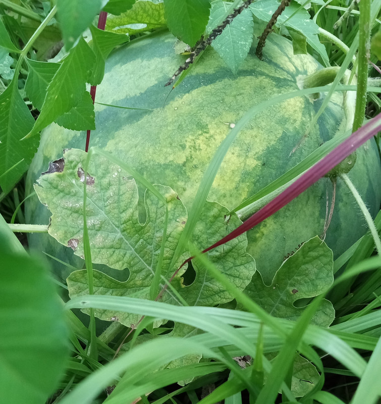 IMG_20230814_194413591~2