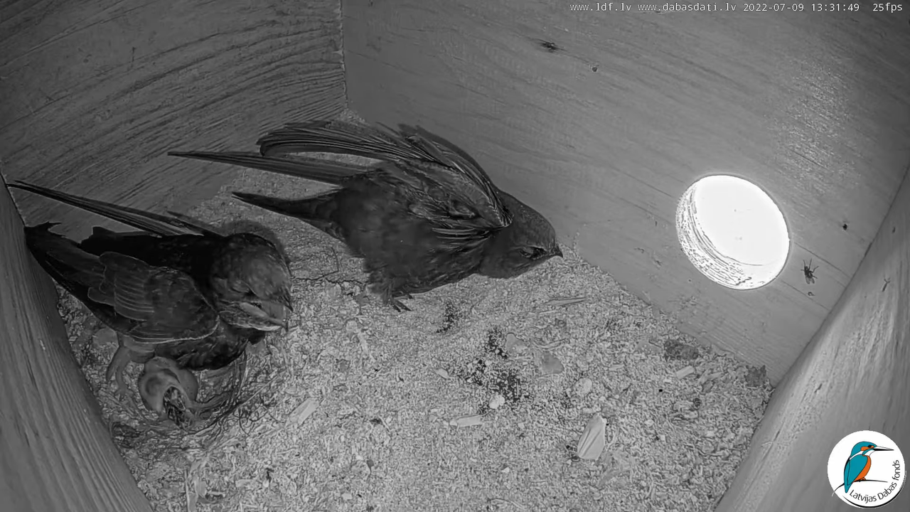 Svīre (Apus apus) Cēsu pils - LDF tiešraide _ Būris 10-40-29 screenshot