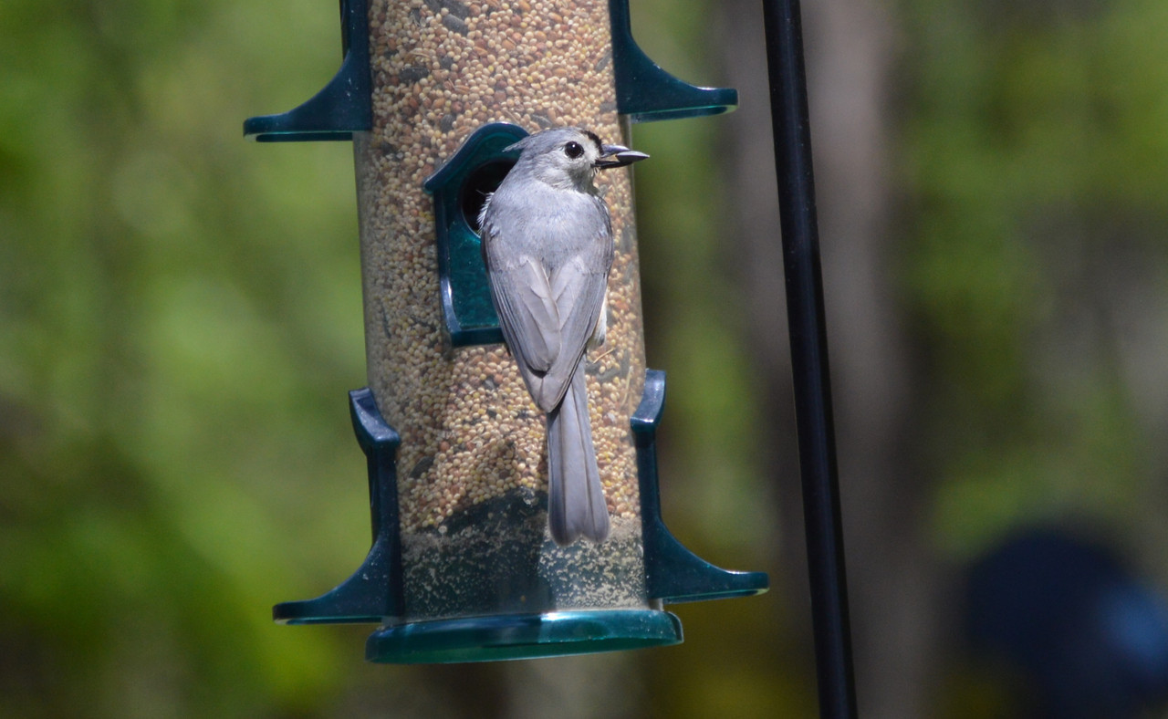 2021-5-6 Tufted Titmouse (13)