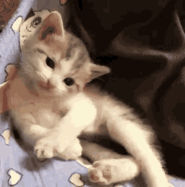 kitten-cute.gif